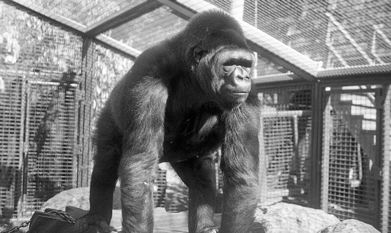 who is Koko the talking Gorilla