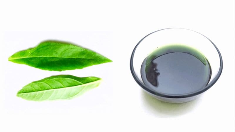 Bringharaj, or Bringha Oil, is one such ancient Ayurvedic treatment with countless benefits for hair and scalp health. In Ayurveda, it’s referred to as Keshraj, which in plain English means ‘king of hair’. Also known as False Daisy, this miraculous herb is said to hail from the sunflower family.
