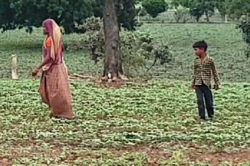 इन महिलाओं के साथ उनके छोटे-छोटे बच्चे भी उनका हाथ बंटाते हुए नजर आए। वह भी हर तरह से परिवार की खेतों में मदद करने से पीछने नहीं हैं। जिन हाथों में पढ़ने-लिखने की किताबें होनी थीं, अब वह खेतों में तपती धूम में तप रहे हैं।

