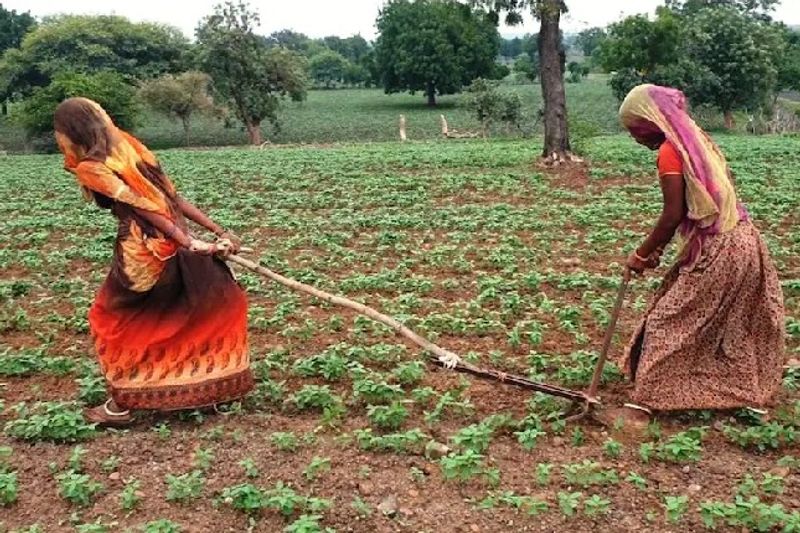 दरअसल, मशीनी करण के युग में मानवता को शर्मसार करने वाली यह तस्वीर आगर मालवा जिले से सामने आई है। जहां गरीबी के चलते एक परिवार की महिलाओं को बैलों की जगह लेकर खेतों में जुताई करनी पड़ रही है। परिवार के पास इतने पैसे भी नहीं बचे हैं कि वह बैल खरीद सकें। आखिर में मजबूर होकर अपनी तीन बीघा जमीन खुद ही जोतने लगीं।
