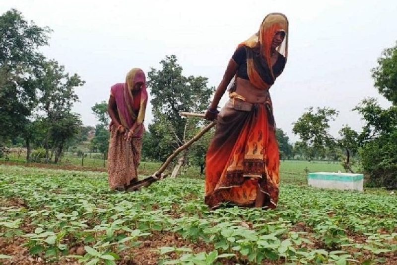 यह महिलाएं अपने सोयाबीन बोए वाले खेत में उग आए खरपतवार को नष्ट करने के लिए कल्पा चला रही हैं। जानकारी में सामने आया है कि उन्होंने खुद ही हल चलाकर इसकी बुआई की है। यह परिवार दो वक्त की रोटी के लिए भी मजबूर है।
