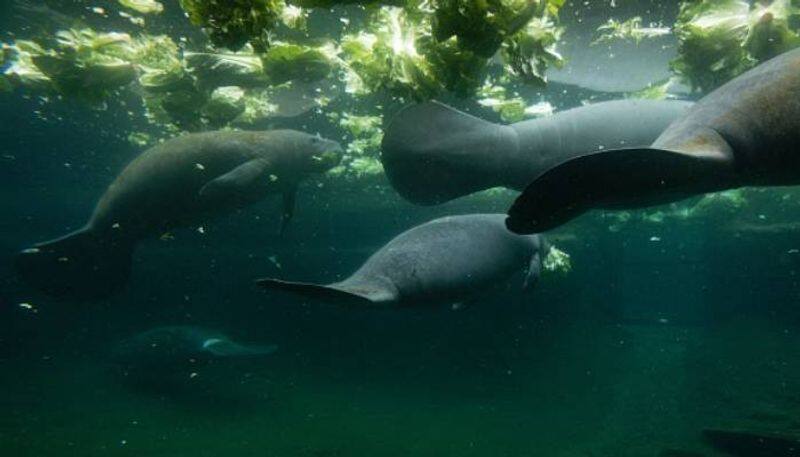 record number of manatees died