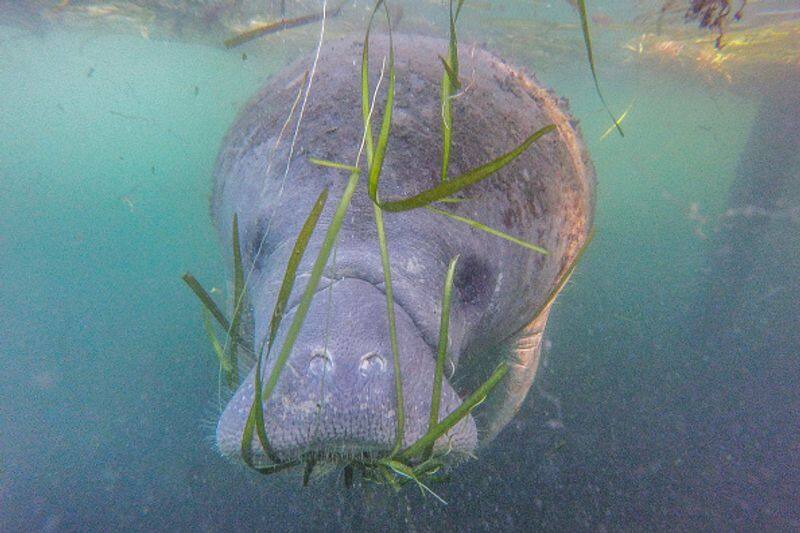 record number of manatees died