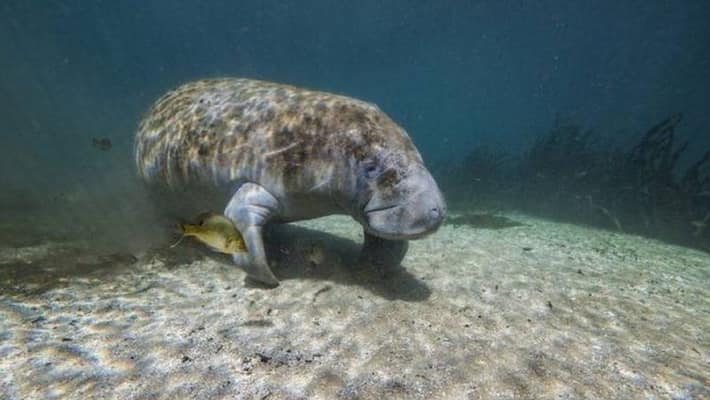 record number of manatees died record number of manatees died