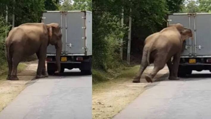 Wild elephant helps to push start a truck Wild elephant helps to push start a truck