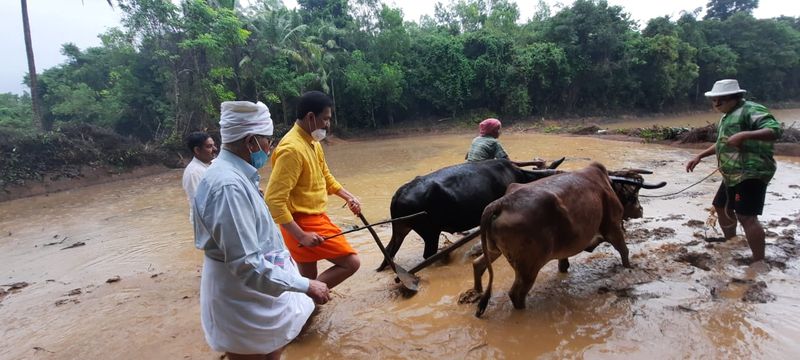 ನೇಗಿಲ ಕೋಣಗಳ ಮೂಲಕ ಗದ್ದೆ ಉಳುಮೆ ಮಾಡಿ ಕೃಷಿ ಕಾರ್ಯ