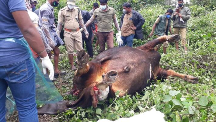 one held for hunting indian bison in wayanad, five absconding one held for hunting indian bison in wayanad, five absconding