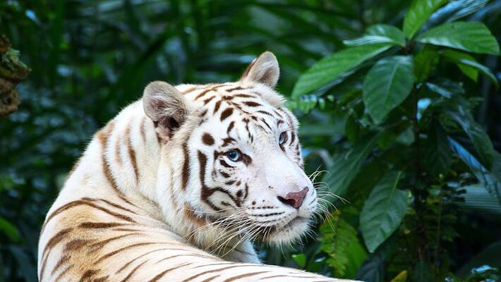 16 year old white tiger dies at Vandalur zoo. By Kidney disease 16 year old white tiger dies at Vandalur zoo. By Kidney disease