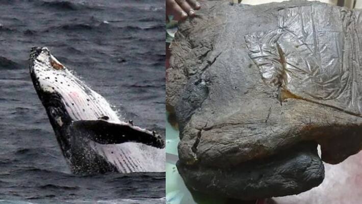 why people held for trying to sell whale vomit aka Ambergris in Kerala why people held for trying to sell whale vomit aka Ambergris in Kerala