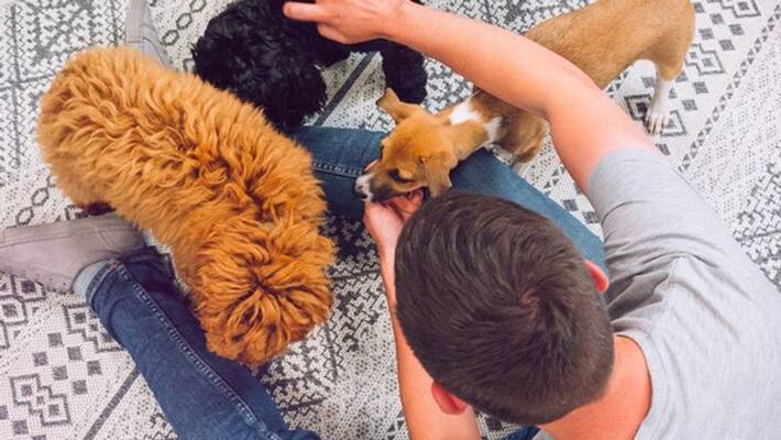 Company in Manchester paying Rs 2 lakh salary for playing with dogs kpn Company in Manchester paying Rs 2 lakh salary for playing with dogs kpn