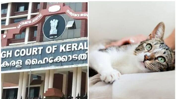 License for domestic animals and pets high court give instruction to govt License for domestic animals and pets high court give instruction to govt