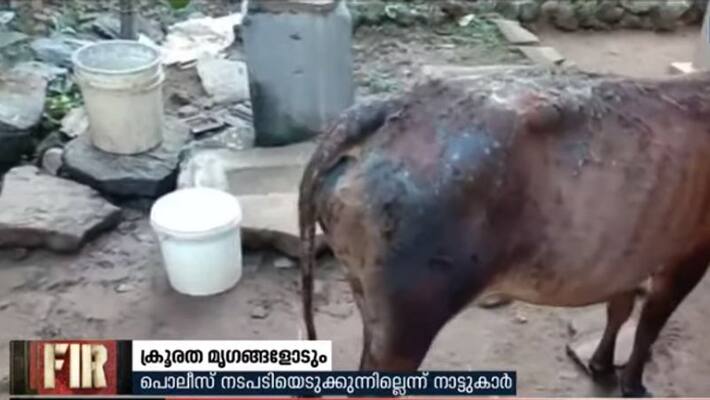 acid attack towards cattle in thodupuzha acid attack towards cattle in thodupuzha