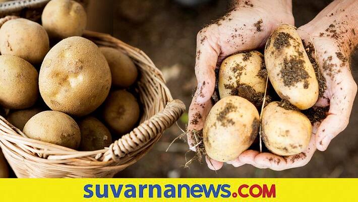 horticulture university to develop disease free potato seeds snr horticulture university to develop disease free potato seeds snr