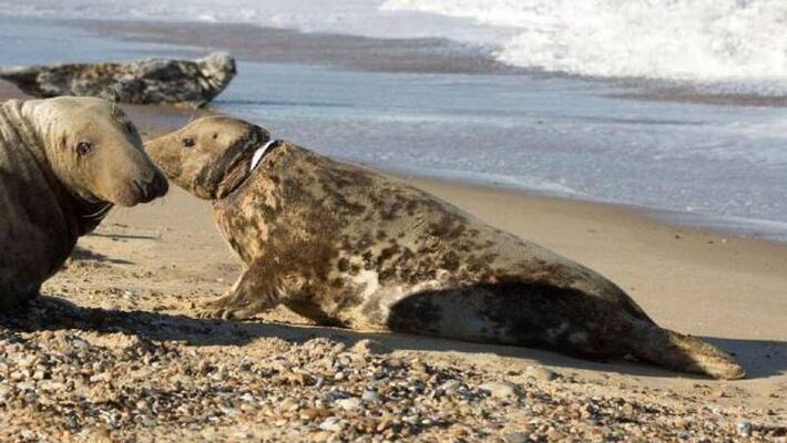 injured seal returns to the wild injured seal returns to the wild