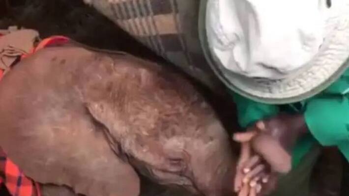 trunk massage cute video of Baby elephant trunk massage cute video of Baby elephant