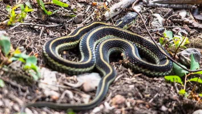 Snake bites man in Odisha He bites it back snake dies Odisha mah Snake bites man in Odisha He bites it back snake dies Odisha mah