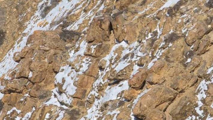 Spot the snow leopard in this picture Spot the snow leopard in this picture