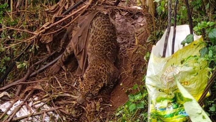 The leopard was found trapped in a barbed wire fence and died The leopard was found trapped in a barbed wire fence and died