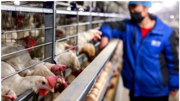China Reports H5N6 Bird Flu Case In Human China Reports H5N6 Bird Flu Case In Human