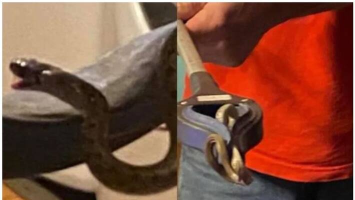 Woman finds family of 18 snakes living under her bed Woman finds family of 18 snakes living under her bed