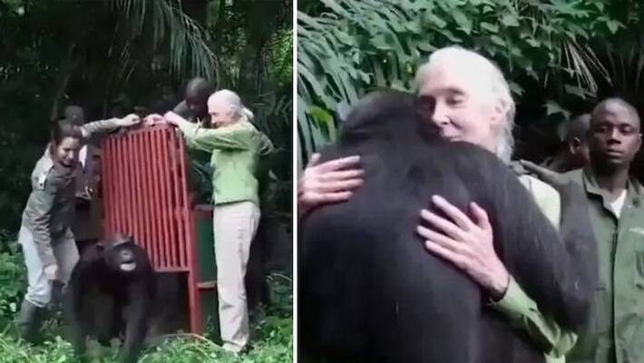 viral video Chimpanzee hugs Jane Goodall viral video Chimpanzee hugs Jane Goodall