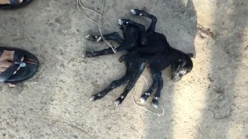बनगांव के कालमेघा इलाके में स्थानीय लोग बकरी के बच्चे को चमत्कारी मान रहे हैं। उसे देखने के लिए आस-पास के गांववालों की भीड़ लगी हुई है। सभी के मन में इसे लेकर सवाल हैं कि आखिर ऐसा कैसे हुआ। 