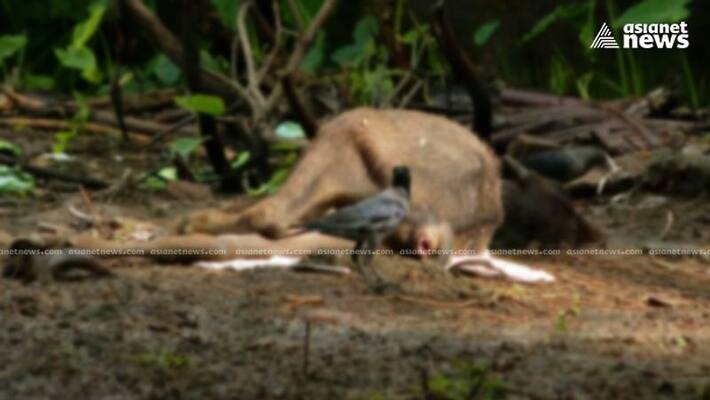 palakkad corporation explanation on attack against buffalo palakkad corporation explanation on attack against buffalo