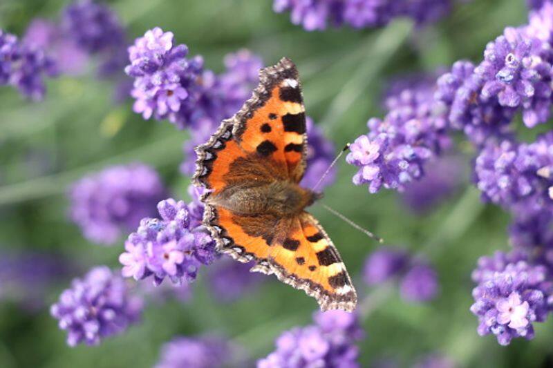 butterfly survey in uk