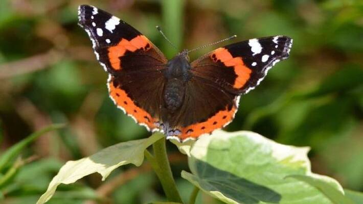 butterfly survey in uk butterfly survey in uk