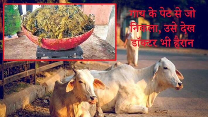 Bengaluru 21 Kg of plastic extracted from cow's stomach after 4 hours surgery kpn Bengaluru 21 Kg of plastic extracted from cow's stomach after 4 hours surgery kpn