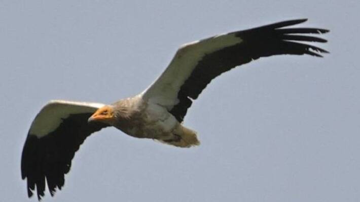 Egyptian vulture spotted in Donegal Egyptian vulture spotted in Donegal