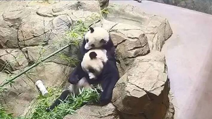 cute video panda cub playing with mom cute video panda cub playing with mom