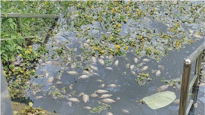 Locals panic over fishes found dead in temple pond in ambalappuzha Locals panic over fishes found dead in temple pond in ambalappuzha