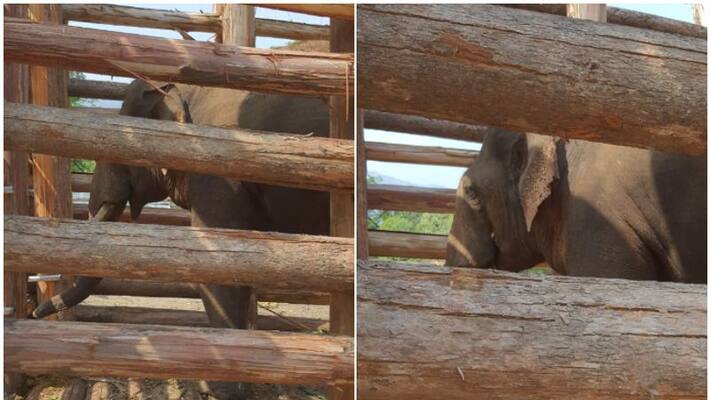 Elephant Rivaldo to be released back into the wild Elephant Rivaldo to be released back into the wild