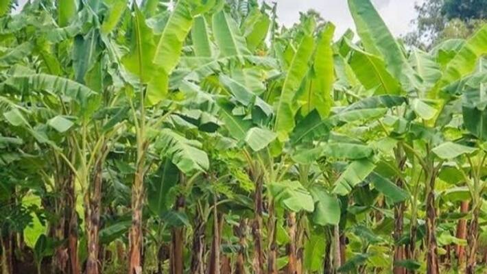 smuggler try to smuggle firearms through banana stem BSF foils the plan bmm smuggler try to smuggle firearms through banana stem BSF foils the plan bmm