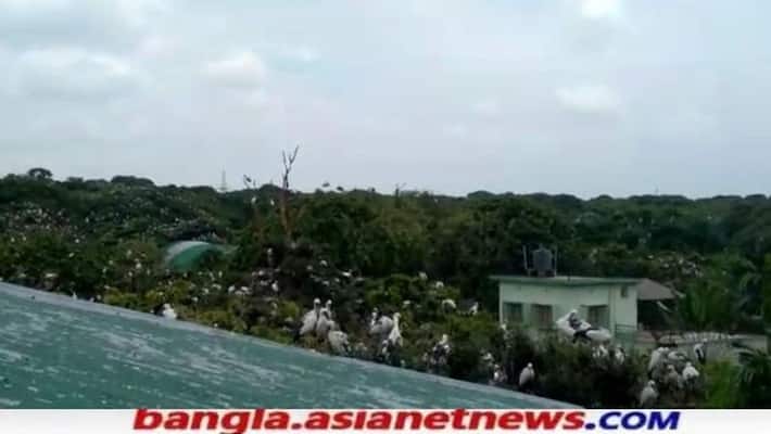 Migratory birds are living in Kulik Bird Sanctuary in Raiganj as there are no tourists during lockdown RTB Migratory birds are living in Kulik Bird Sanctuary in Raiganj as there are no tourists during lockdown RTB