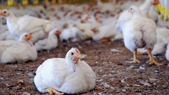 Chicken Prices Decline Due to Kartika Maasa in Bengaluru grg Chicken Prices Decline Due to Kartika Maasa in Bengaluru grg