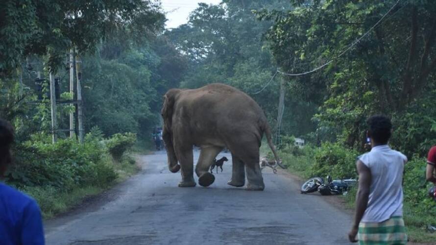 Elephant Attack on Forest Department Jeep in Bandipur grg Elephant Attack on Forest Department Jeep in Bandipur grg