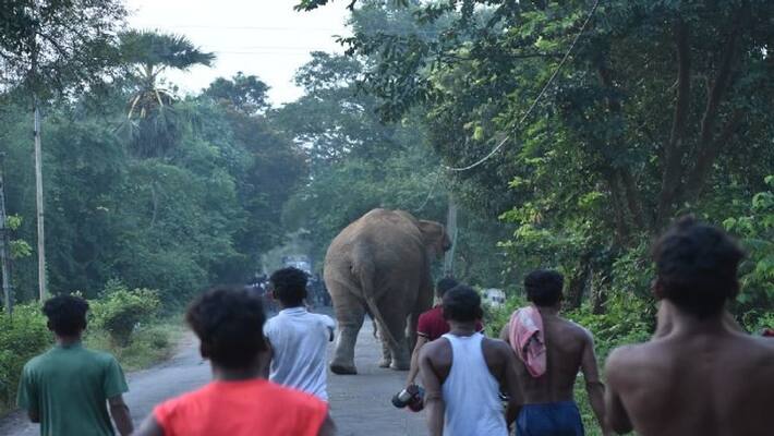 Man died by elephant attack in chikkamagaluru, who went for searching missing cow akb Man died by elephant attack in chikkamagaluru, who went for searching missing cow akb