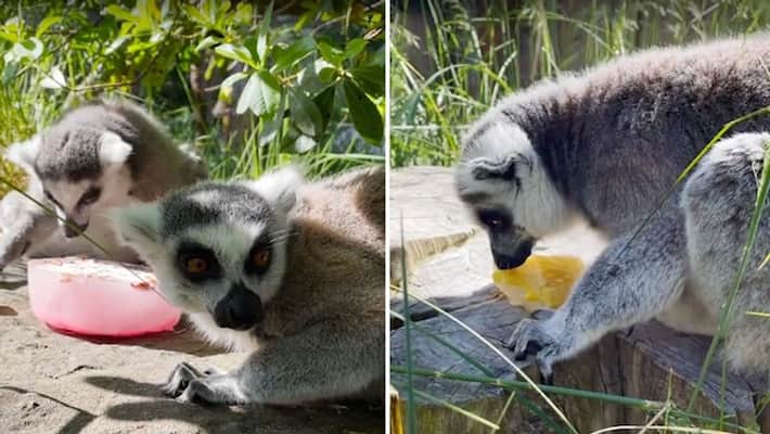 Lemurs enjoying icy treats to beat the heat will make your day; watch the video-tgy Lemurs enjoying icy treats to beat the heat will make your day; watch the video-tgy
