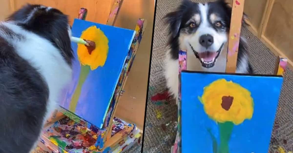 Dog paints flowers on canvas using brush; adorable video will make your day
