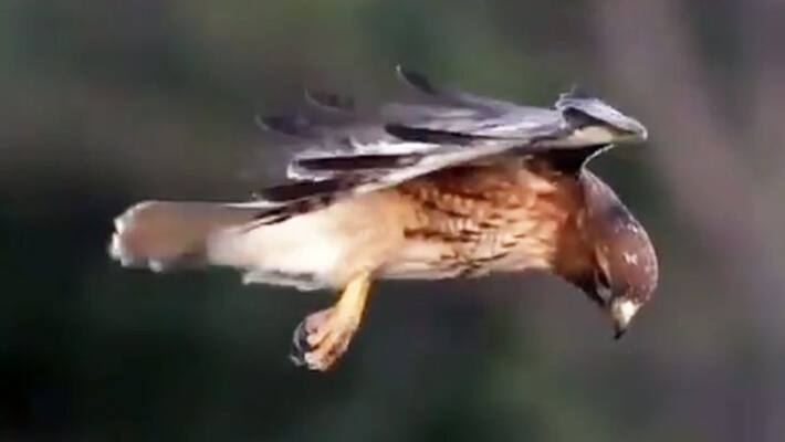 Red-tailed hawk hovers during the hunt; breathtaking video goes viral - gps Red-tailed hawk hovers during the hunt; breathtaking video goes viral - gps