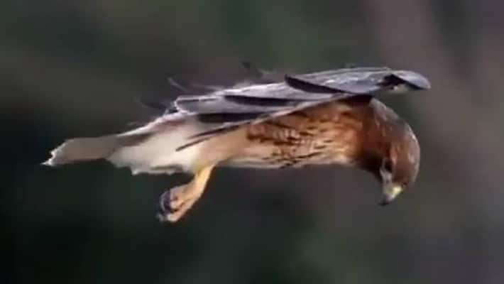 hawk hovering while hunting video hawk hovering while hunting video