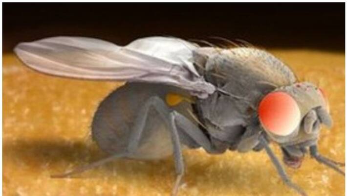 Rejected for sex fruit flies get intoxicated with alcohol says studies Rejected for sex fruit flies get intoxicated with alcohol says studies