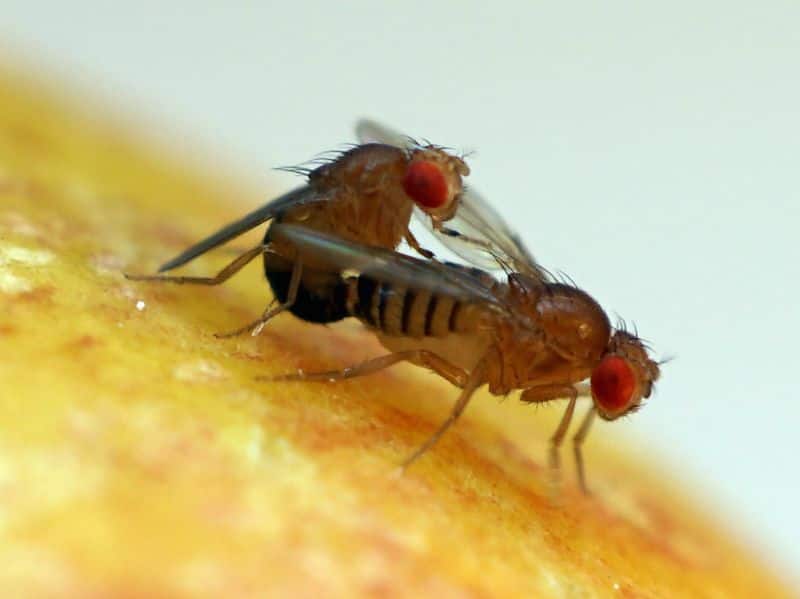 Rejected for sex fruit flies get intoxicated with alcohol says studies
