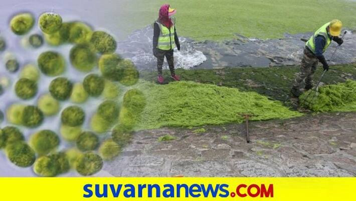 Chinese city suffers worst algae infestation over 1mn tonne algae to be removed dpl Chinese city suffers worst algae infestation over 1mn tonne algae to be removed dpl