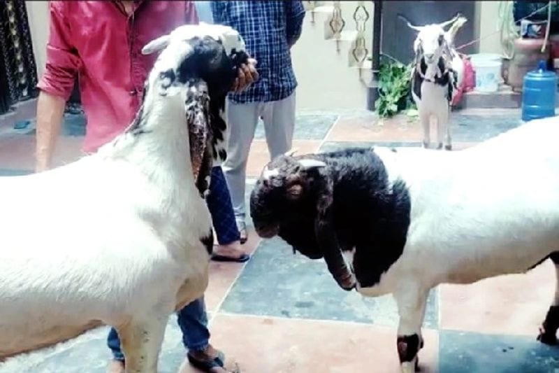  इन बकरों की प्रतिदिन डाइट 600 रुपए का खर्चा आता है। सुबह पिस्ता, बादाम से नास्ता होता है। शाम को इनको मिठाई खिलाई जाती है। इसके अलावा इन्हें चावल, चना, दाना भी रात के खाने में दिया जाता है।

