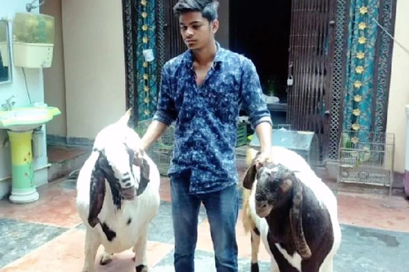 नोमान ने बताया कि इन बकरों का रोजाना का खर्चा इंसानों से ज्यादा है। क्योंकि यह खाने में ड्राई फ्रूट्स और जूस पीते हैं। वहीं यह जहां यह रहते हैं वहां पर कूलर और एसी की व्यवस्था की गई है। 