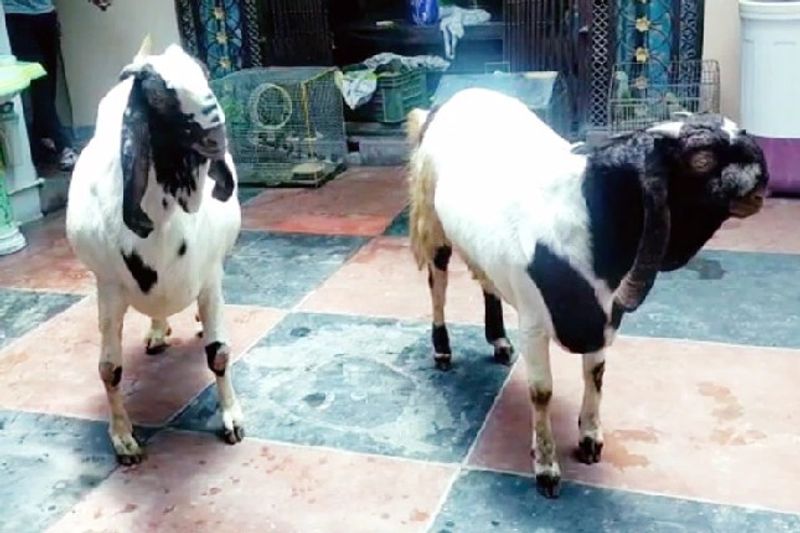 दरअसल, लखनऊ में रहने वाले कोनऐन और नोमान नाम के शख्स ने इस जोड़ी को गोमती नदी के किनारे बकरा मंडी से इन बकरों को खरीदा है। जहां कई नस्लों के बकरे बिकने के लिए आते हैं। रोजाना यहां हजारों की संख्या में खरीददार पहुंचते हैं।
