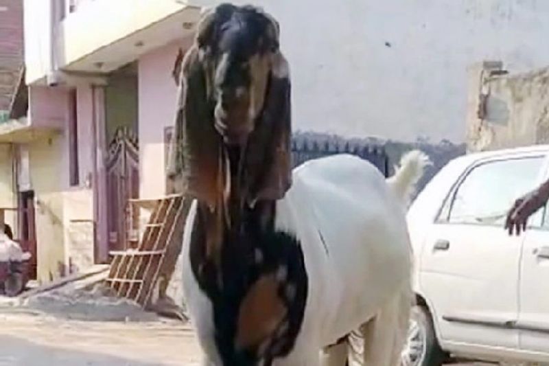 वहीं इस बकरे को बुलंदशहर के बाजार में 1 लाख 35 हजार रुपए में बेचा गया है। हालांकि कोरोना के कहर के चलते बकरों को बेचने वाले ही कम आए और खरीदने वाले उनसे भी कम दिखाई दिए। 